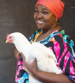Charity Christmas gift for Africa chicken
