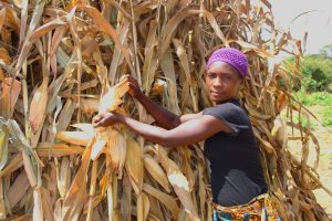 Merinda harvests the maize