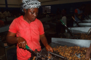 Cashew processing in West Africa