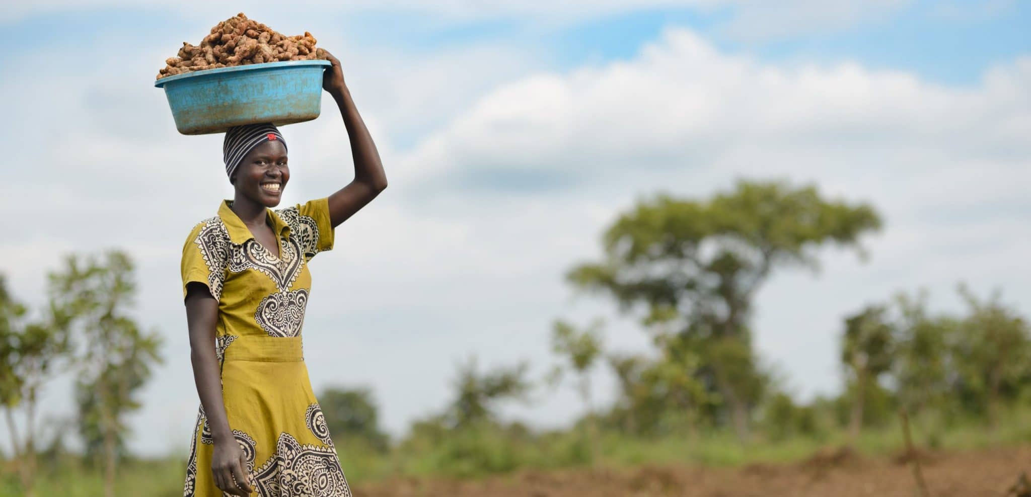 Ginger Growing Future For Farmer Groups In Uganda - Self Help Africa