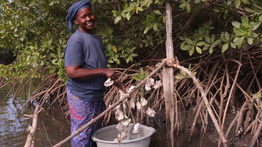 Oyster farmer Fatou standing in the mangroves and holding a string of oysters