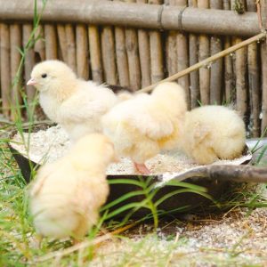 Lifetime Gift: A flock of chicks for an African family