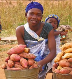 Christmas gift for Africa Sweet Potatoes