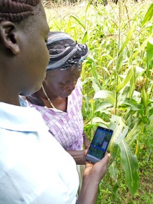 Rosalind and Emiliana inspect maize damage using the Nuru AI app.
