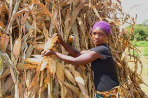 Merinda Harvesting Maize
