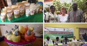 Collages of images relating to cashews and the cashew project launch in Burkina Faso