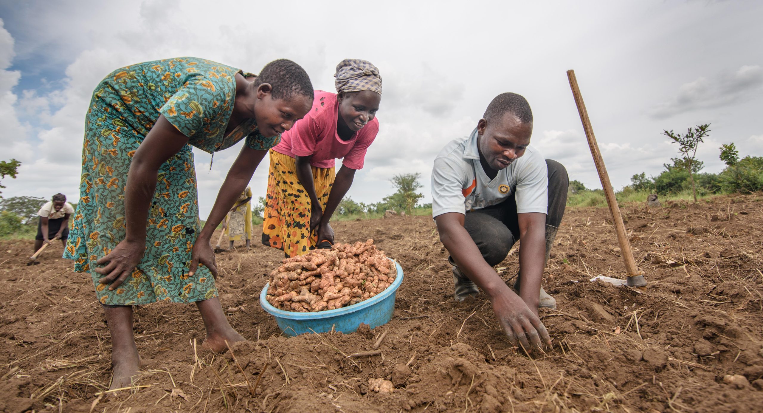 Ginger Growing Future for Farming in Uganda Self Help Africa UK