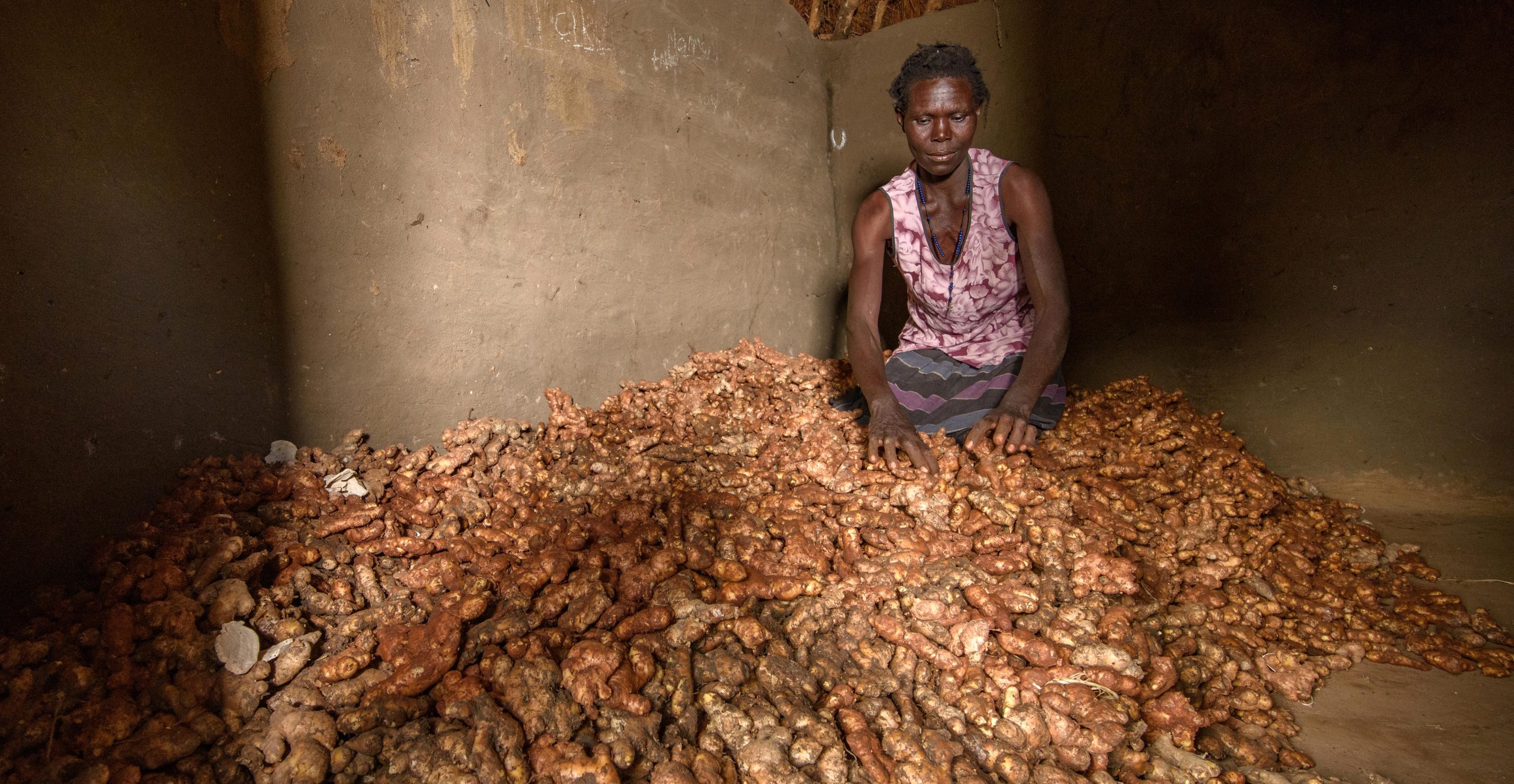 Ginger Growing Future for Farming in Uganda Self Help Africa UK