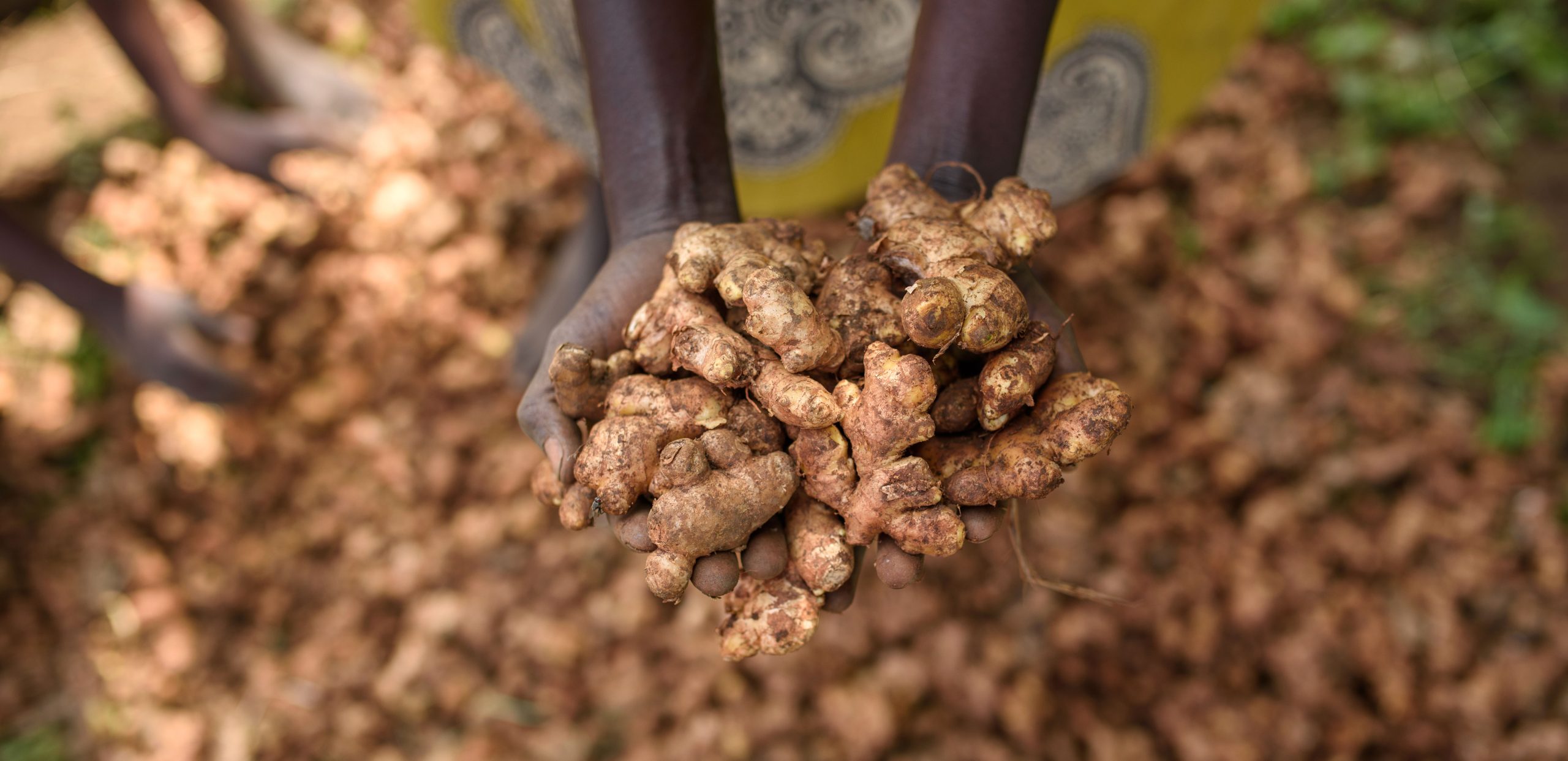 Ginger Growing Future for Farming in Uganda Self Help Africa UK
