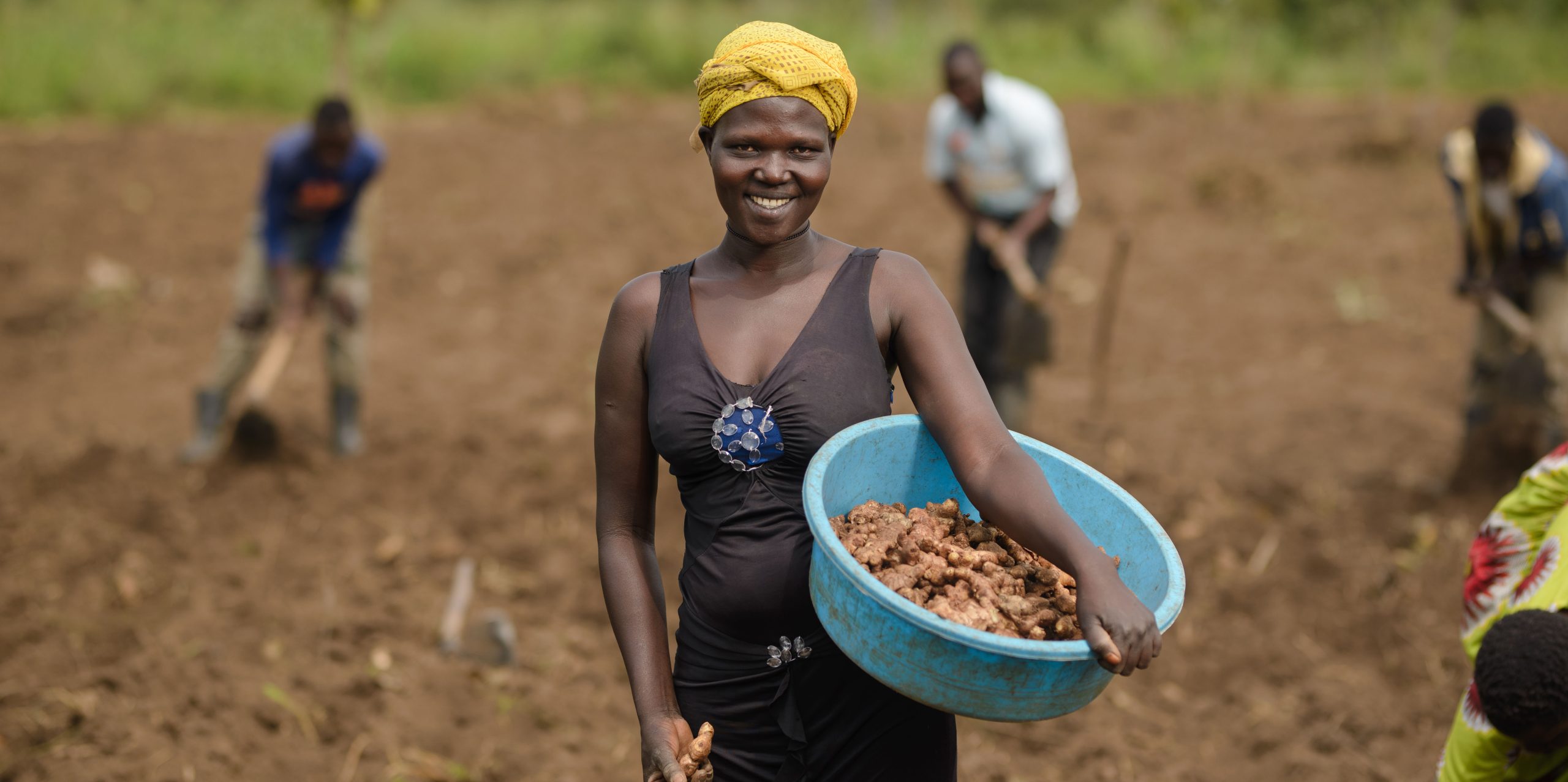 Ginger Growing Future for Farming in Uganda Self Help Africa UK