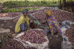 A woman farmer sits opposite another woman surrounded by onions.