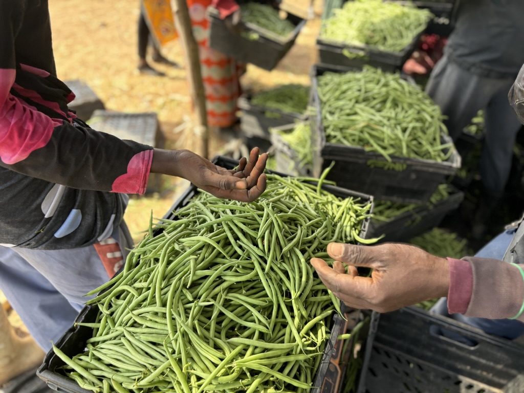 Freshly picked green beans are brought for weighing by women working the fields at Radville Farm, The Gambia