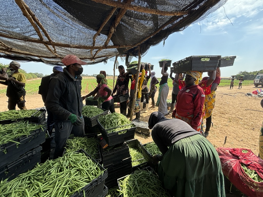 Freshly picked green beans are brought for weighing by women working the fields at Radville Farm, The Gambia