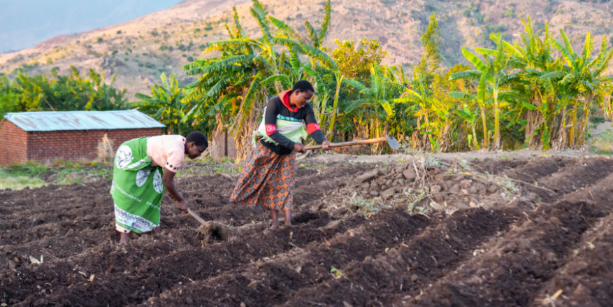 Women ploughing a field, Malawi.