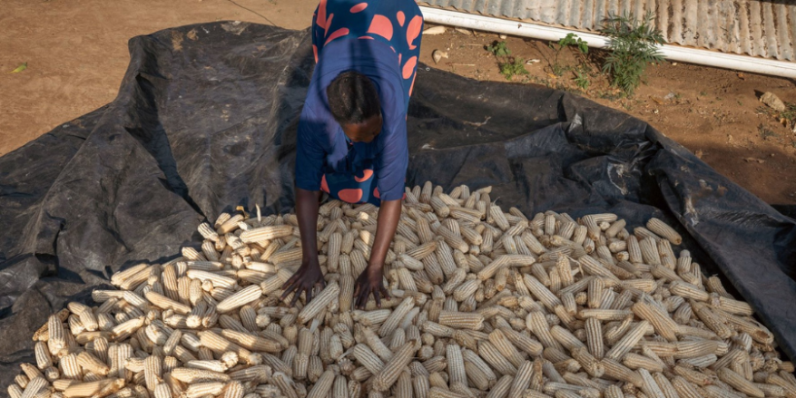 woman harvesting maize