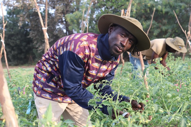 Ousman Manneh, a Gambian agricultural expert, tends to crops at the Self Help Africa demonstration farm