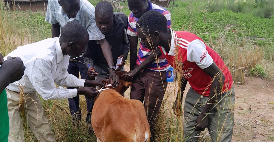 A group of Community Animal Health Workers stand around a calf to be vaccinated