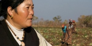 The Chinese will play an important role in agriculture development