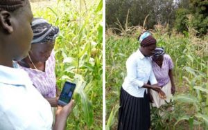 Rosalind and Emiliana inspecting maize using an app.