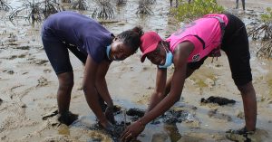 girls planting mangroves