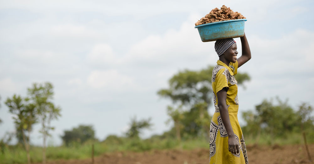 Ginger Growing Future for Farmer Groups in Uganda - Self Help Africa US